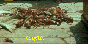 Klaraborg-Crayfish FDN.jpg (80046 bytes)